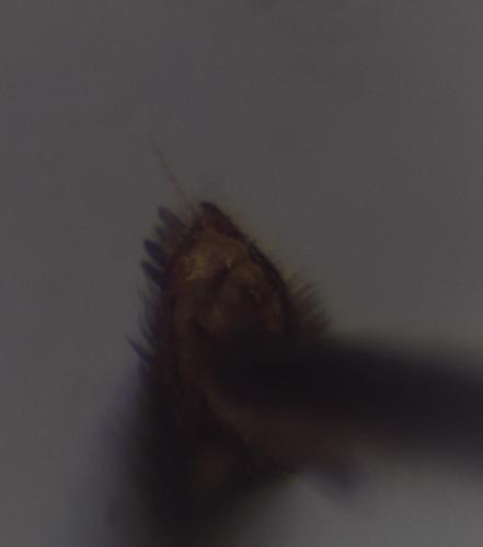 Nomada distinguenda